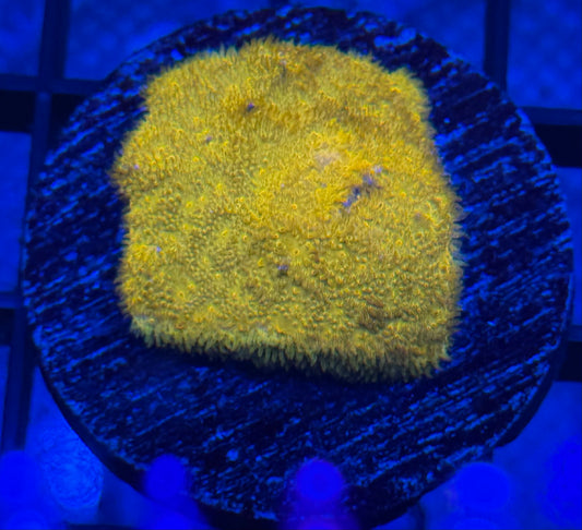 Orange Psammocora