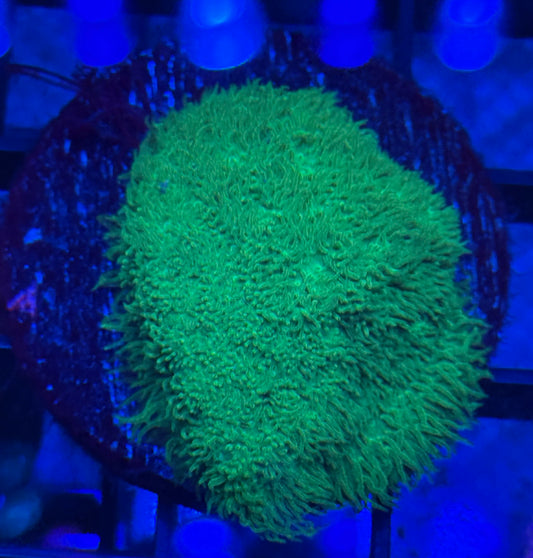 Green Psammocora