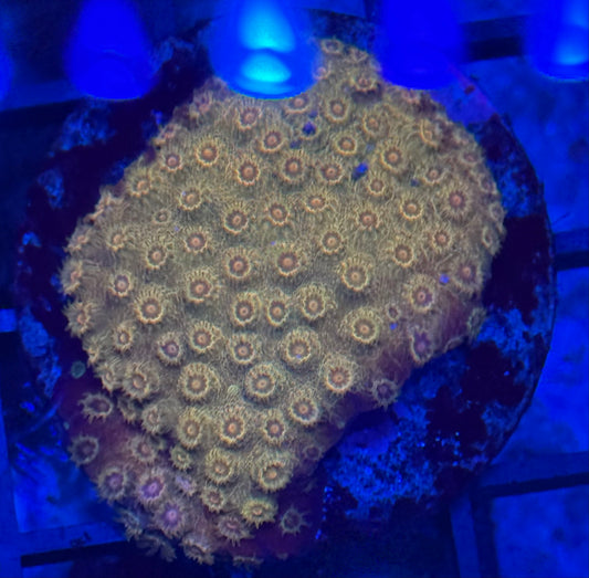 Cyphastrea 1.5 in Diah