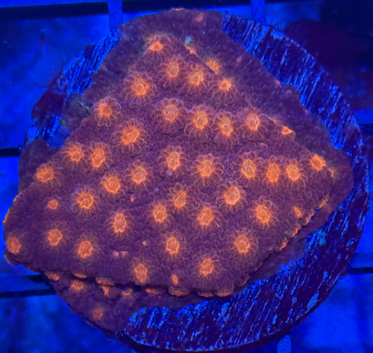 Cyphastrea