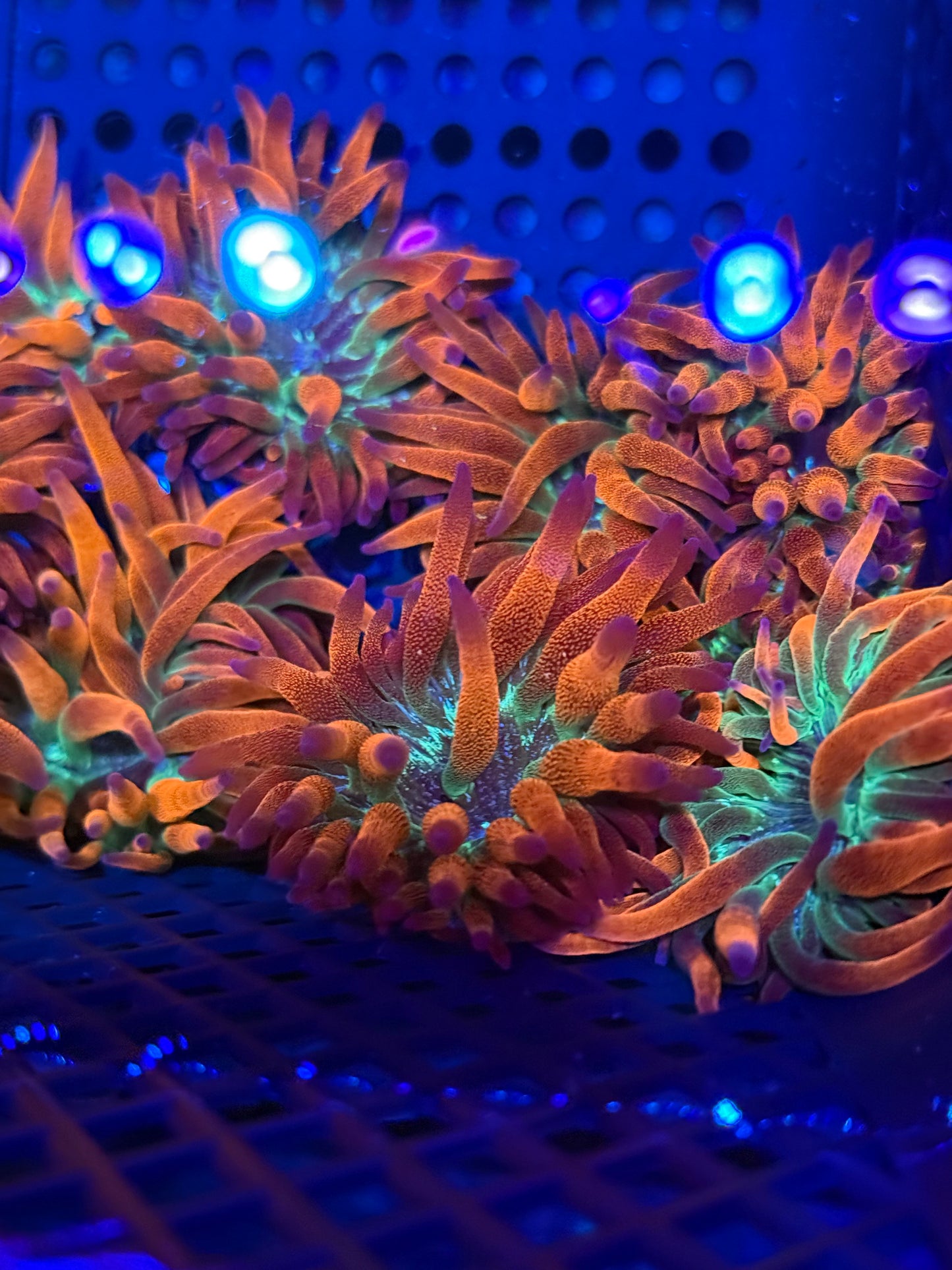 Hawaiian Punch Anemone