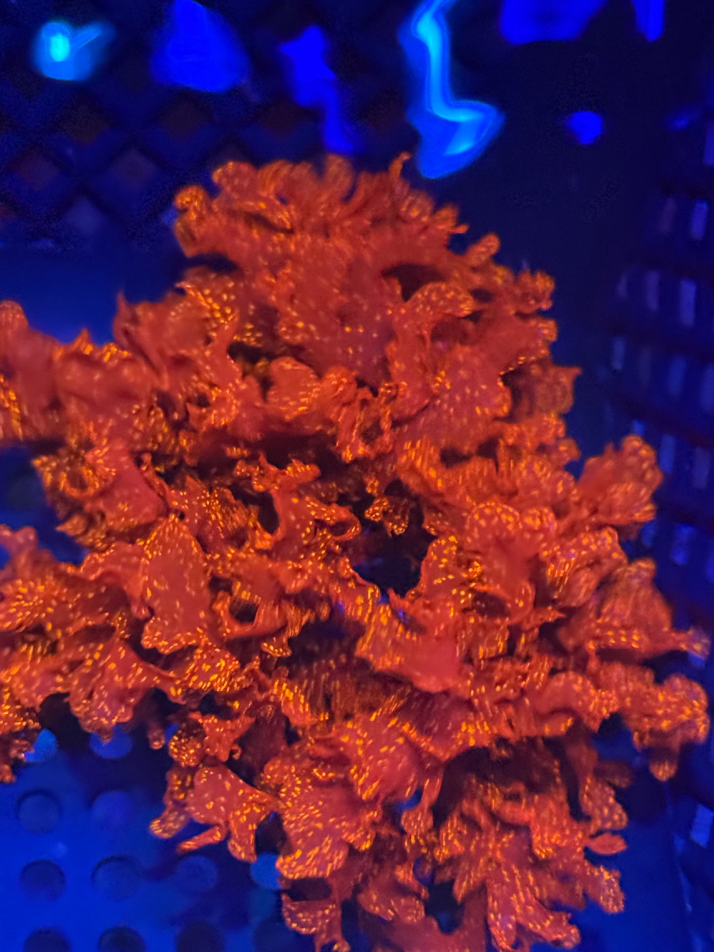 Atomic Broccoli Macro Algae