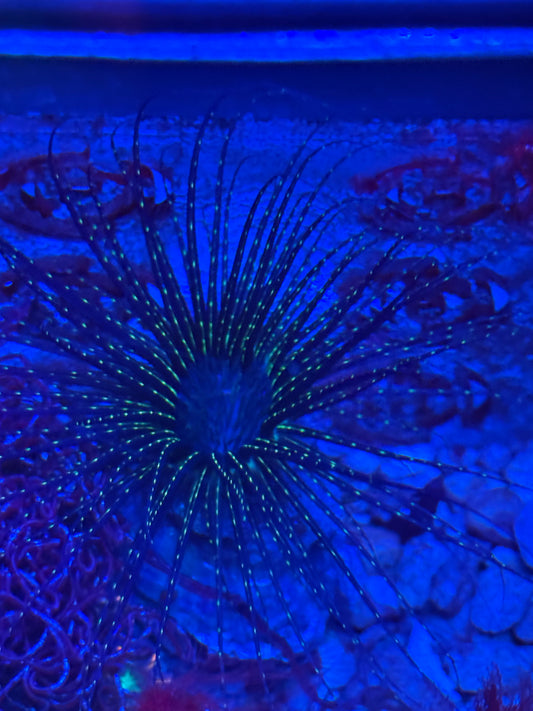 Black Magic Tube Anemone- Auction
