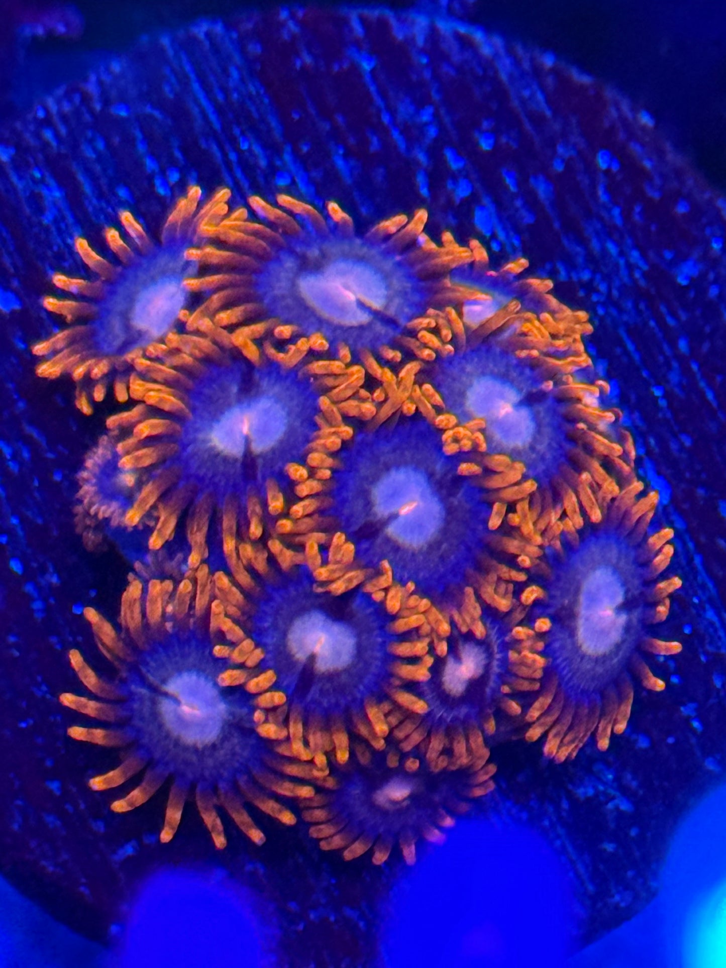 Zoas