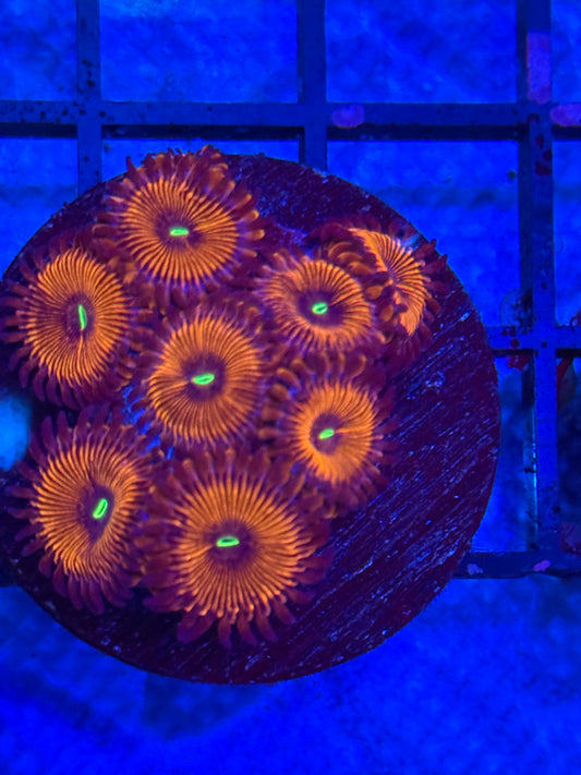 Red People Eater Zoas