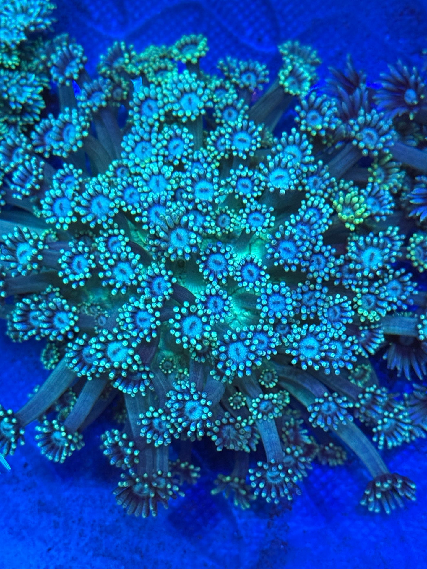 Blue and Green Mint Goniopora- Auction