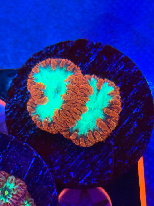 Red and Green Blasto