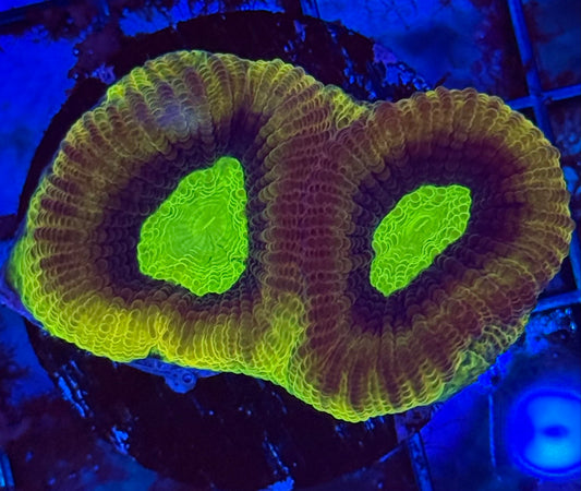 Dragon Soul Favia XL Frag- Auction