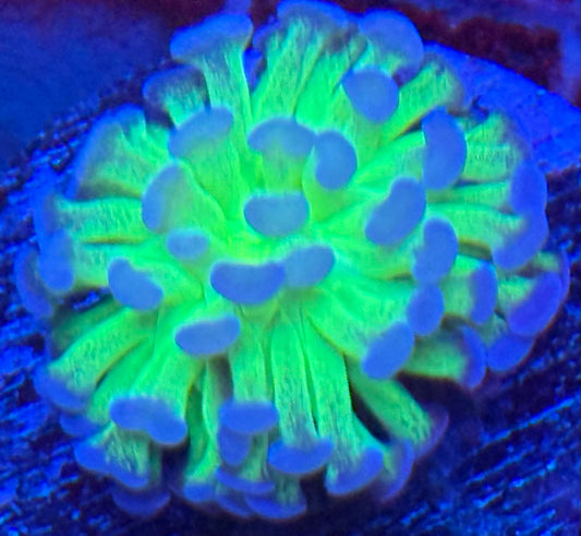 Purple faded tip Hammer- Auction