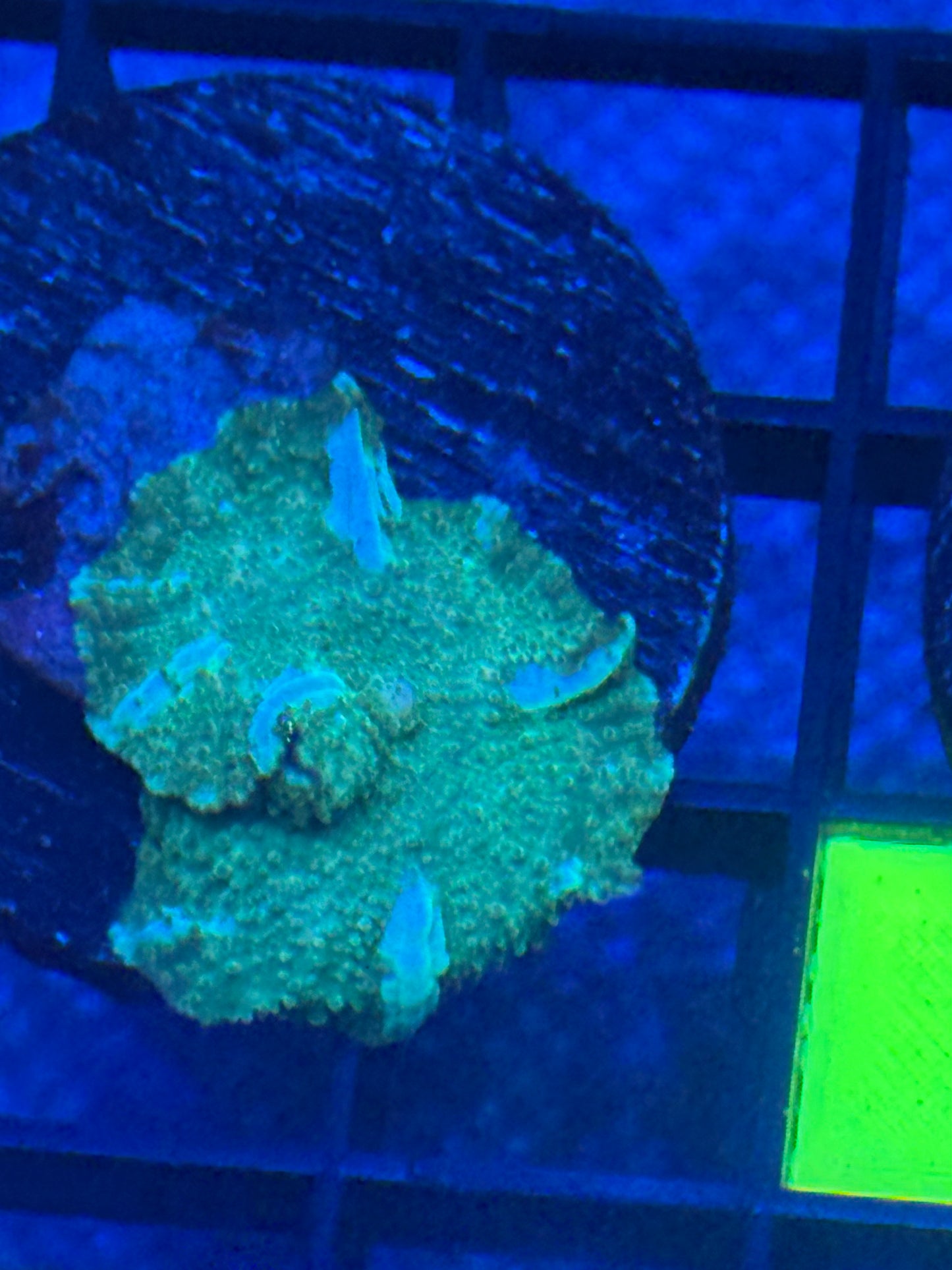 Discosoma Mushroom