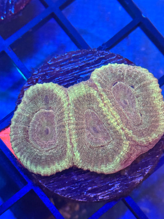 Pineapple Coral- Auction