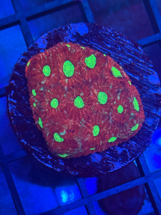 War Coral Favia- Auction