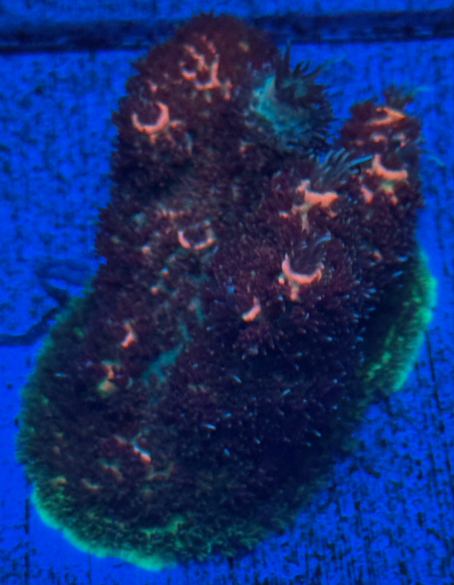 Millepora Acro mini colony