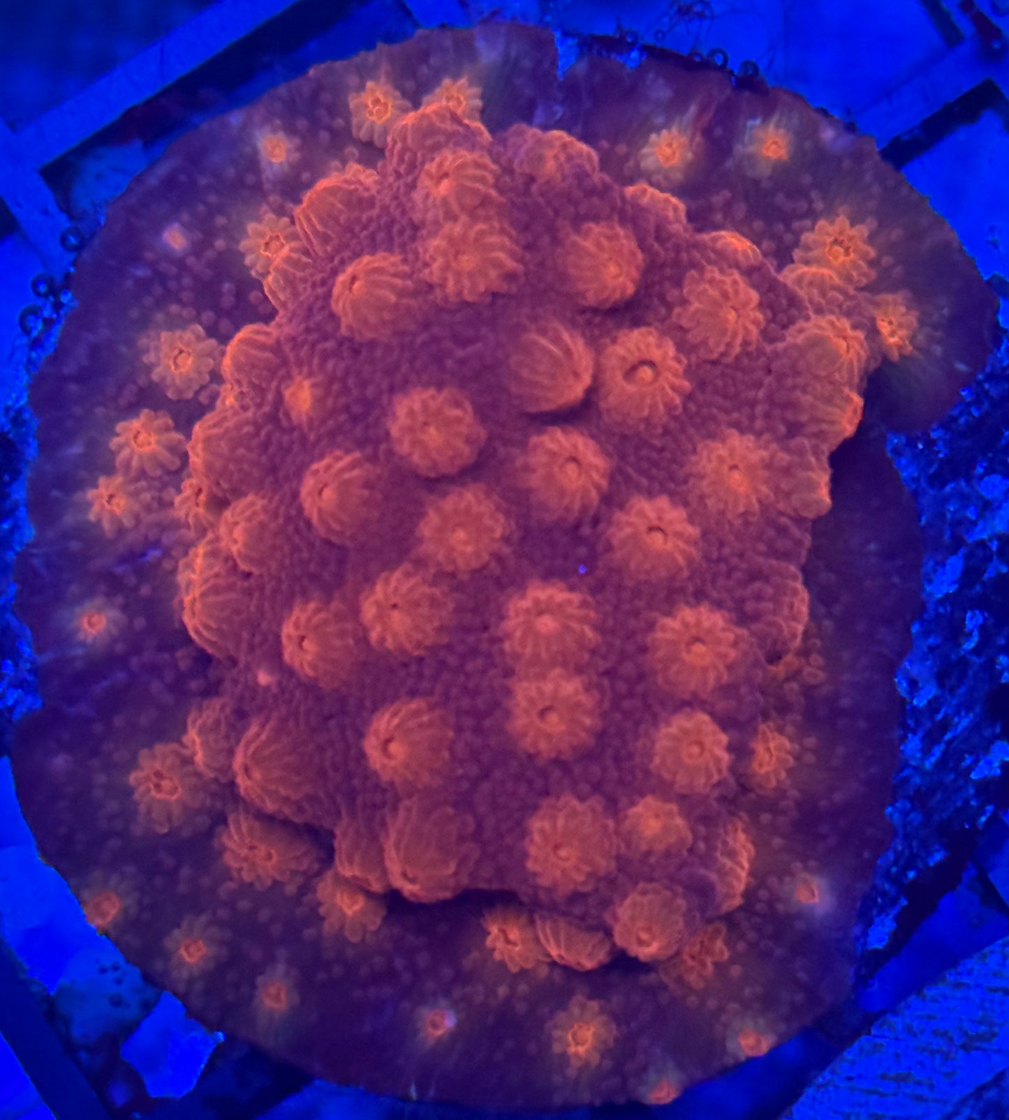 Cyphastrea- Auction