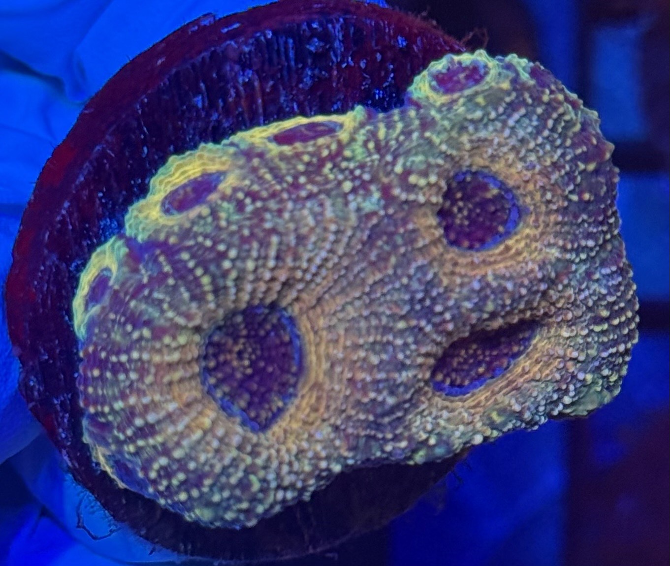 Echinata- Auction
