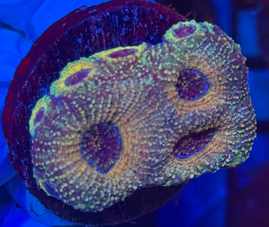 Echinata- Auction