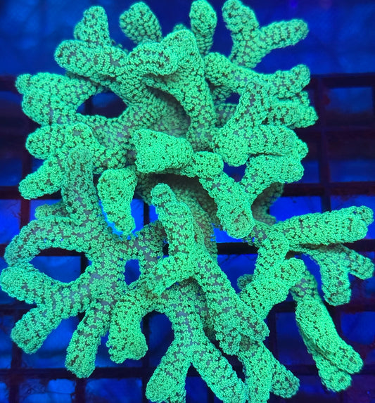 Rainbow Stylophora- Auction