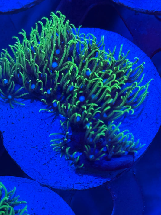 GSP-Auction