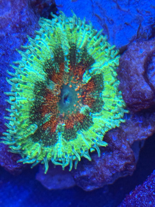 Maxi Mini Carpet Anemone- Auction