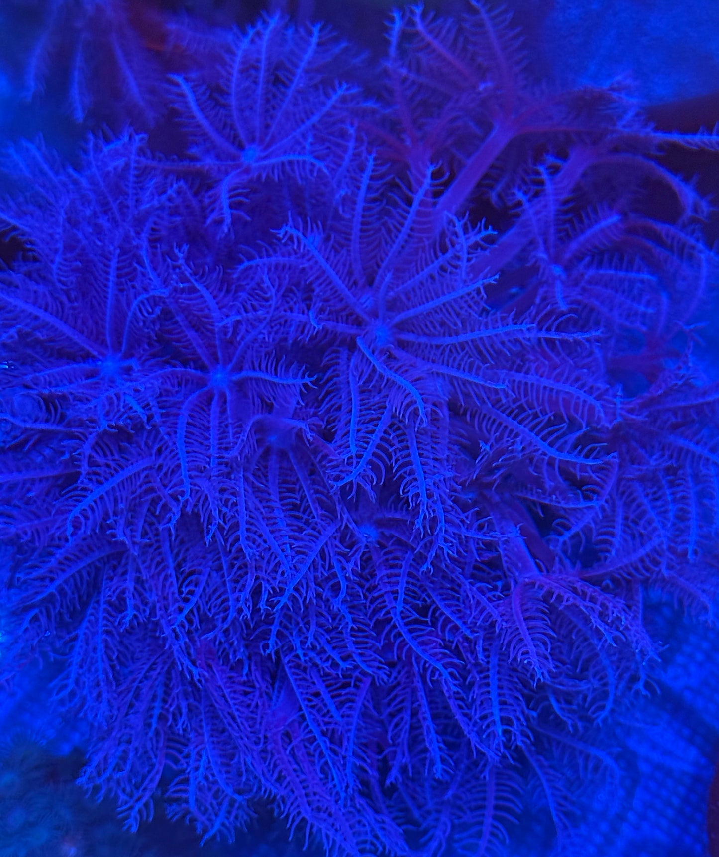 Waving Hand Anthelia large colony- Auction