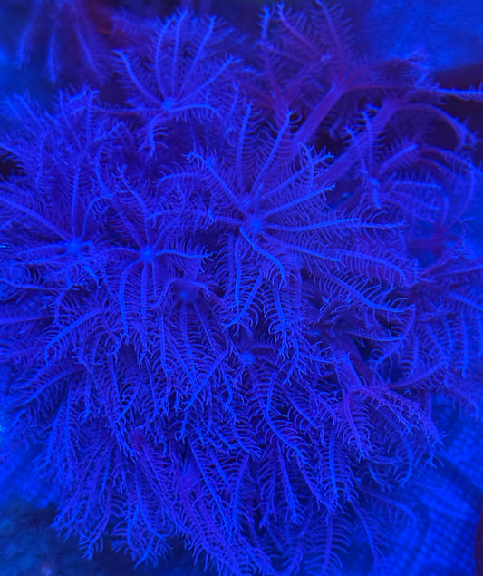 Waving Hand Anthelia large colony- Auction