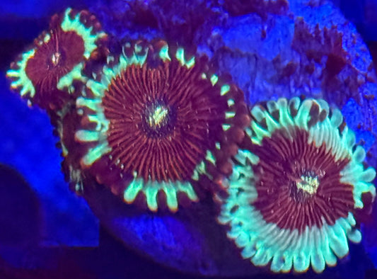 Salted Agave Zoas- Auction