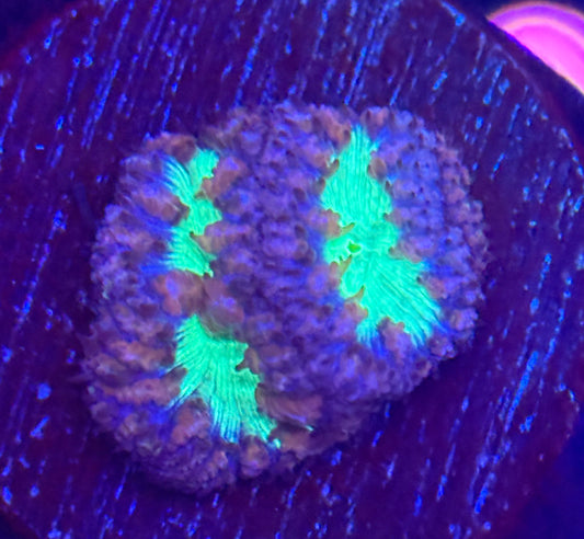 Tri-color Blastomussa Wellsi- Auction
