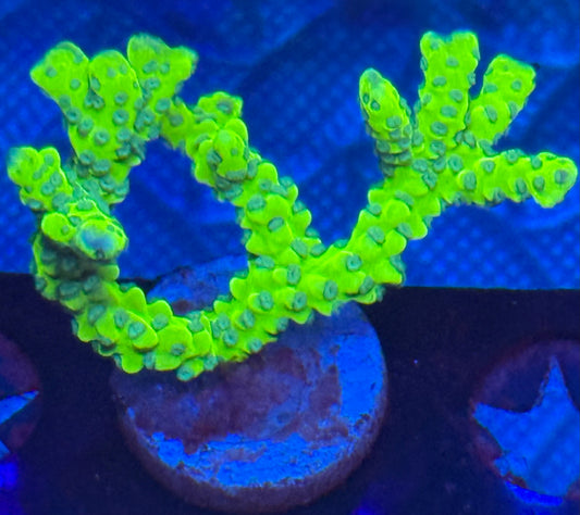 Green Goblin Anacropora- Auction