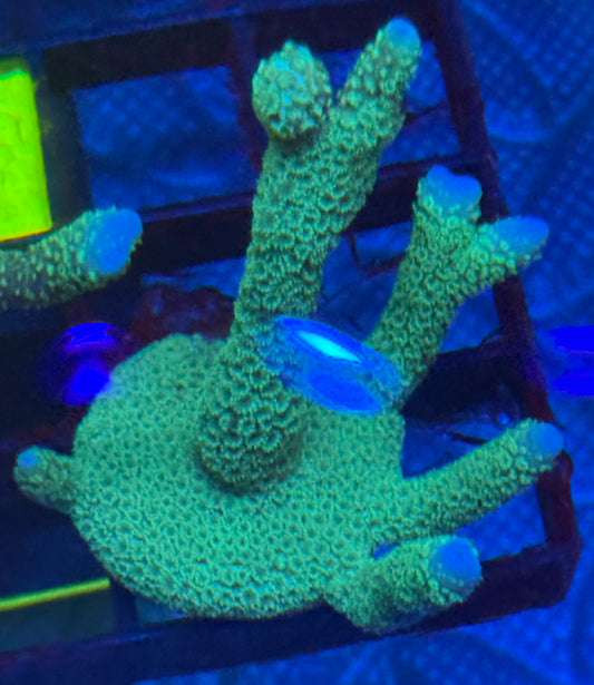 Green Orange Eye polyp Montipora Digitata- Auction
