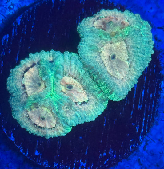 Lemon Lime Favia - Auction