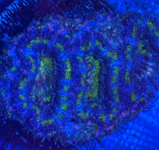 Purple Green Blue and Pink Acan Mini Colony- Auction