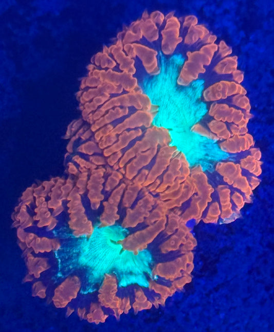 Blasto Wellsi - Auction