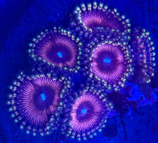 Zoas - Auction