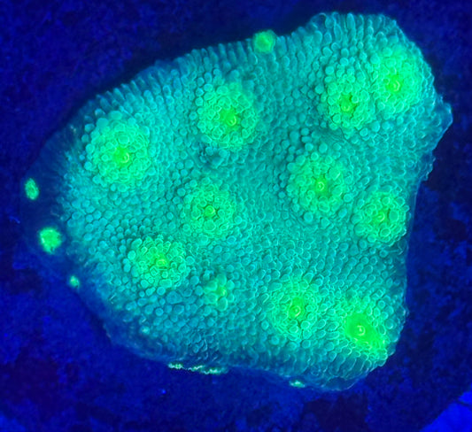 Hollywood Stunner Chalice - Auction