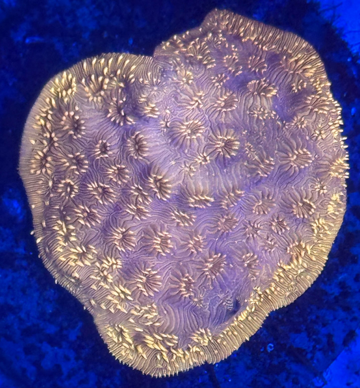 Orange Leptoseris Coral- Auction