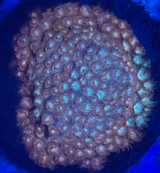 Grafted Cyphastrea - Auction