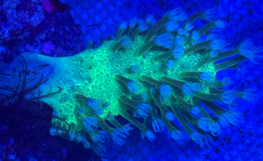 Purple Toadstool - Auction