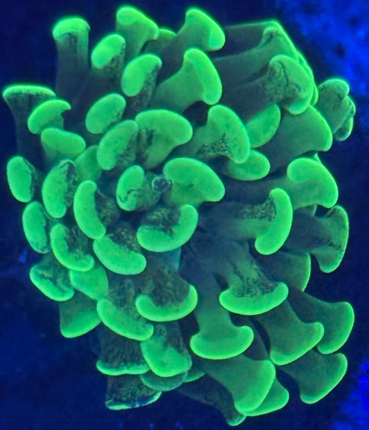 Neon Toxic Hammer - Auction