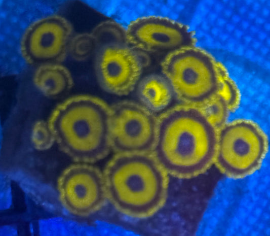LA Lakers Zoas - Auction