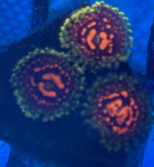 Dead Pool Zoas- Auction