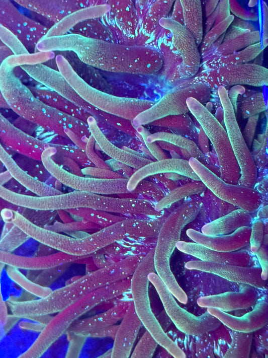 Nexus Joker Anemone - Auction