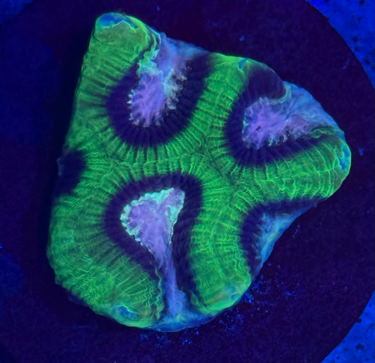 Purple and Green Swirl Platygyra - Auction