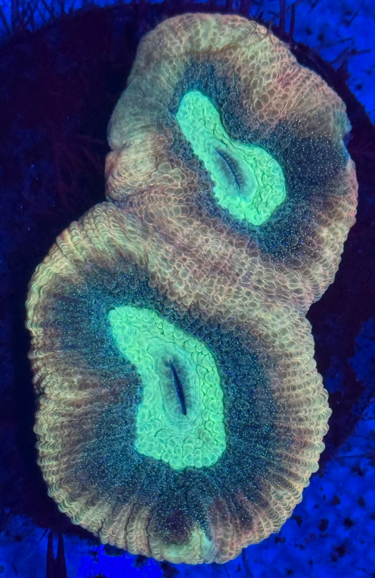 Green Eye Gold Dust Favia- Auction
