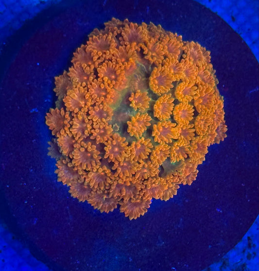 Grafted Micro Ghoni Benardpora- Auction