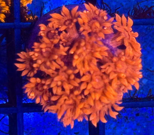 Fire Red Goniopora- Auction