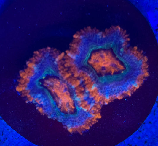 Purple, Blue and Red Acan- Auction