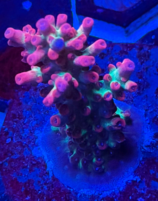 Strawberry Shortcake Acropora- Auction