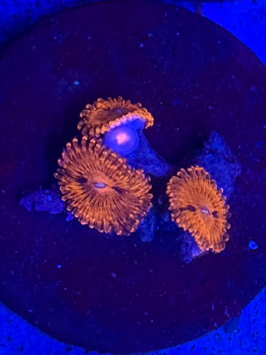 Wild Red Zoas- Auction