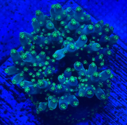 Acropora Mini Colony- Auction