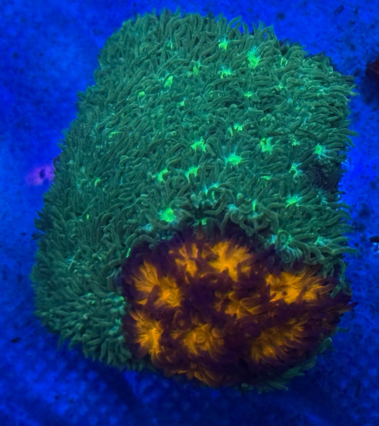 Orange and Green Leptastrea- Auction